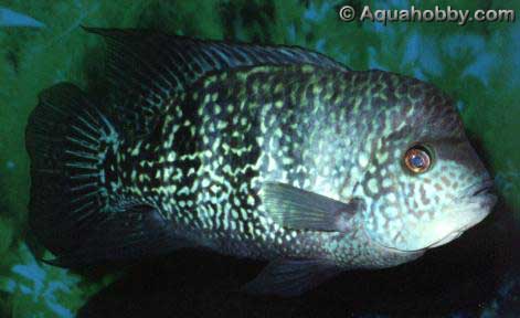 bluecichlid1.jpg (30kb)