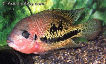 readhead1.jpg (33kb)