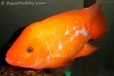 reddevil1.jpg (12kb)