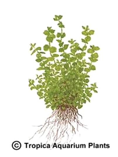 Micranthemum umbrosum