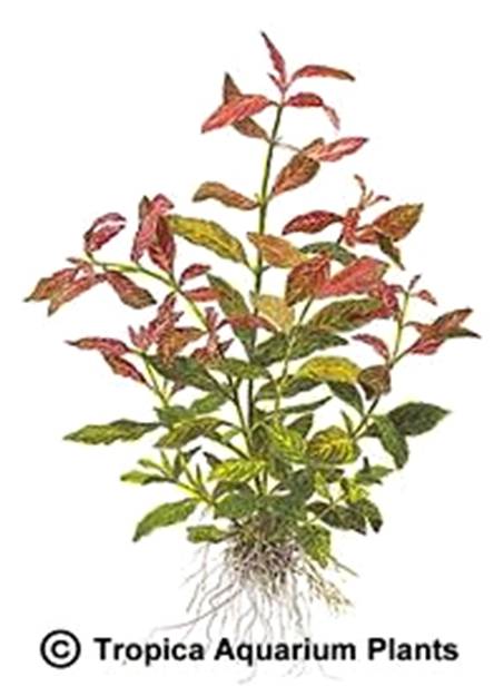 Hygrophila polysperma 'Rosanervig'