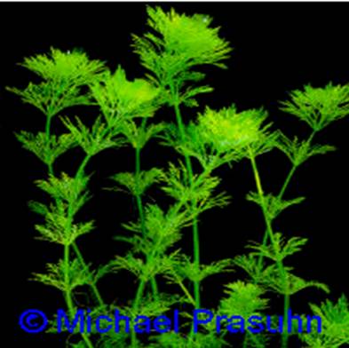 Limnophila sessiliflora - 20,56 K