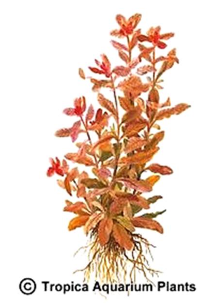 Ludwigia inclinata