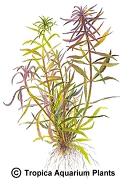 Limnophilla aromatica