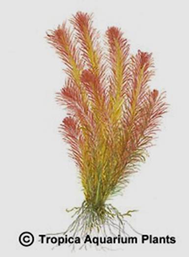 Rotala wallichii