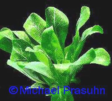 Samolus valerandi - 14,03 K