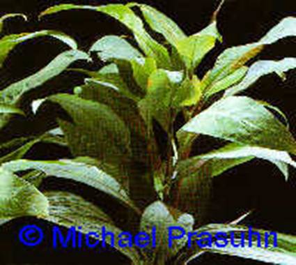 Hygrophila corymbosa Siamensis