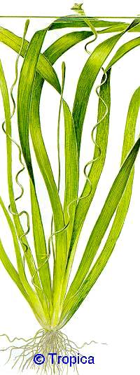 Vallisneria americana gigantea