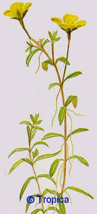 Ludwigia arcuata - 16,63 K