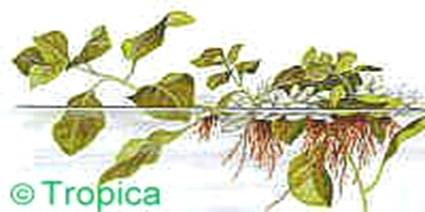Ludwigia helminthorrhiza - 5,35 K
