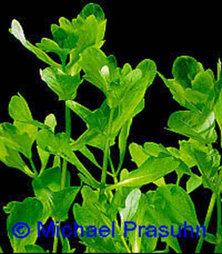 Shinnersia rivularis - 24,47 K