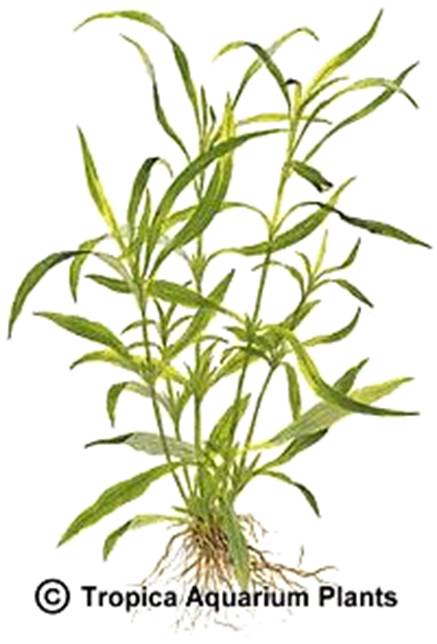 Hygrophila corymbosa angustifolia