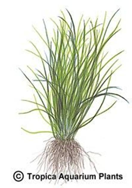 Lilaeopsis novae-zealandiae