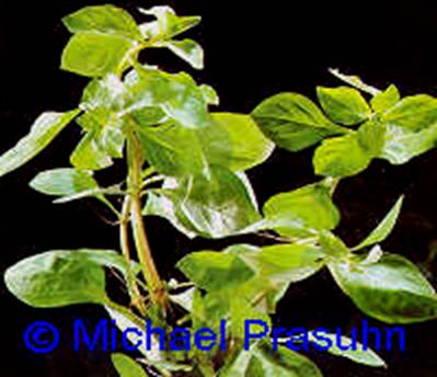 Ludwigia repens - 11,38 K