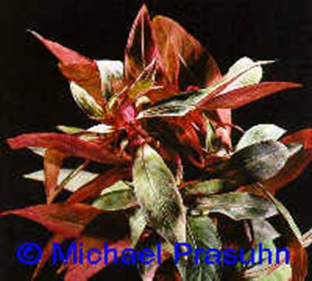 Ludwigia glandulosa - 11,23 K
