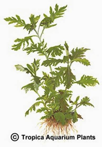 Hygrophila difformis Synnema