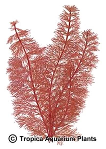 Myriophyllum tuberculatum (red)