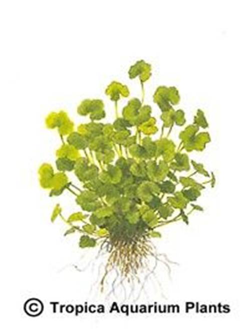 Hydrocotyle sibthorpioides (maritima)