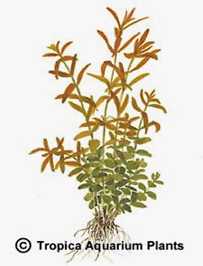 Rotala rotundifolia