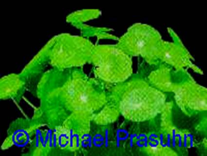 Hydrocotyle verticillata - 10,96 K