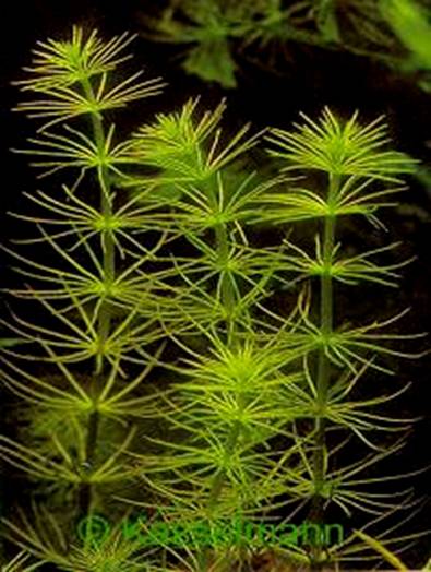 Hydrotriche hottoniiflora - 18,23 K