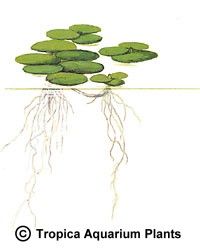 Limnobium laevigatum