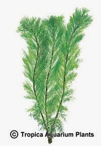 Myriophyllum aquaticum (green)