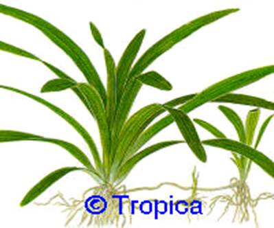 Sagittaria platyphylla - 13,69 K