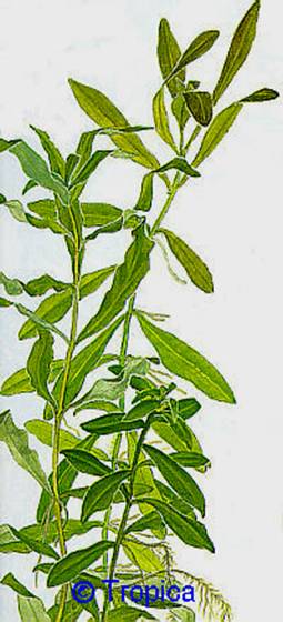 Hygrophila polysperma - 39,41 K