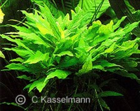 Hygrophila corymbosa "Kompakt"