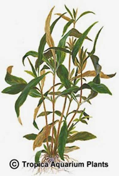 Hygrophila polysperma