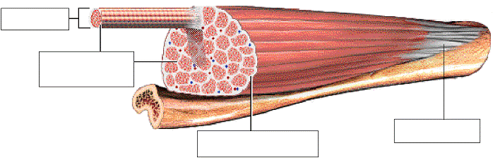 Anatomy Review: Skeletal Muscle Tissue