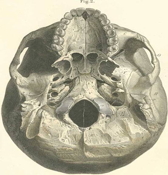 The interior base of the skull