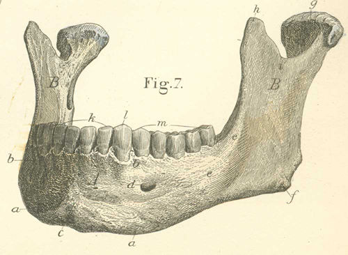 The mandible seen from its anterior surface