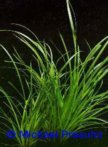 Cyperus helferi - 15,31 K