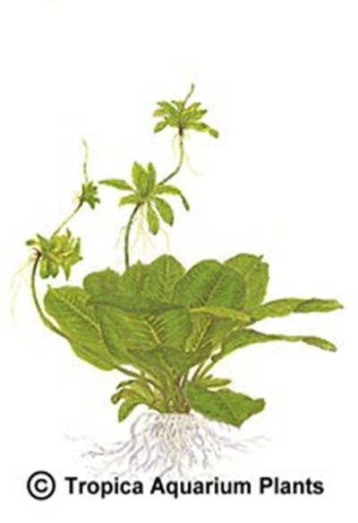 Echinodorus parviflorus 'Tropica'
