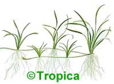 Echinodorus tenellus - 10,55 K