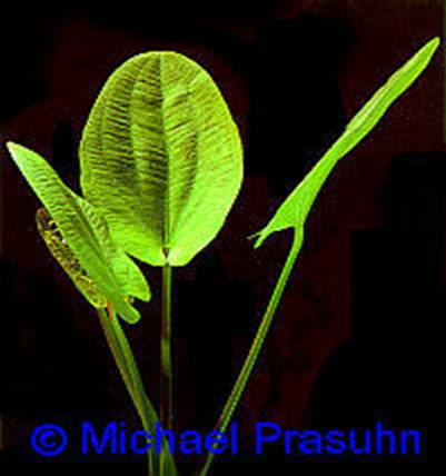 Echinodorus grandiflorus - 14,44 K