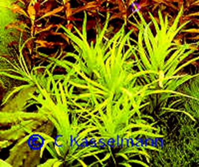 Eichhornia diversifolia - 15,49 K