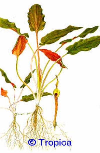 Cryptocoryne beckettii - 14,59 K