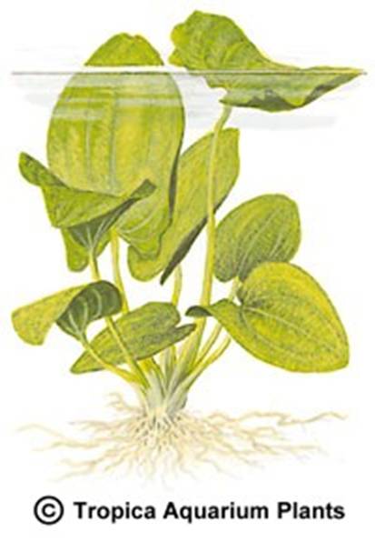 Echinodorus grandiflorus ssp. aureus