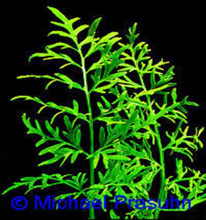 Ceratopteris cornuta - 29,87 K