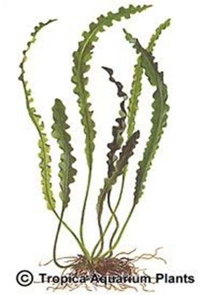 Aponogeton longiplumulosus