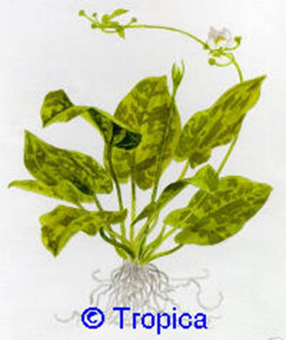 Echinodorus cordifolius 'Tropica Marble Queen'