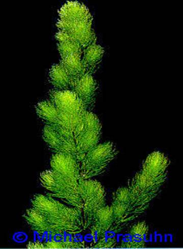 Ceratophyllum dermasum - 24,34 K