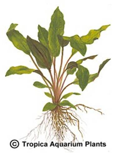 Cryptocoryne walkeri (lutea)