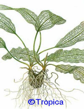 Aponogeton madagascariensis - 19,81 K