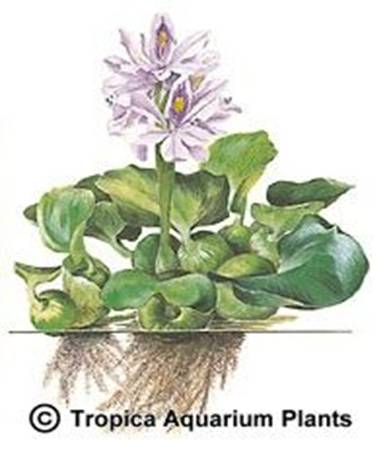 Eichhornia crassipes