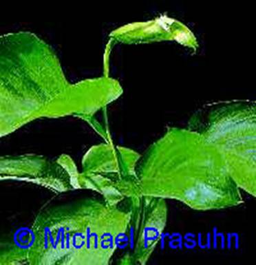 Anubias barteri v. barteri - 12,13 K