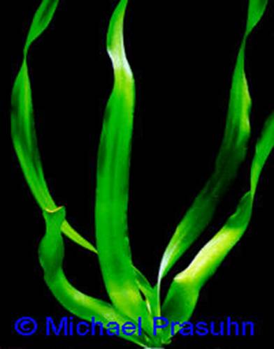 Crinum thaianum - 13,29 K